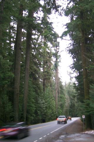 Cathedral Grove, BC